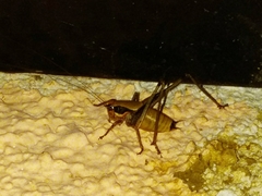 Eupholidoptera megastyla