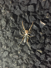 Eremobatidae