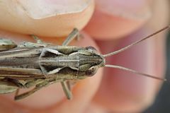 Chorthippus binotatus binotatus