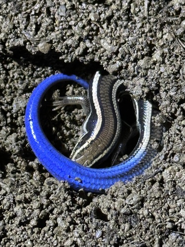 iNaturalist observation photo of Western Skink