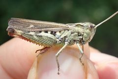 Chorthippus binotatus binotatus