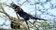 Violet Wood Hoopoe photo 2