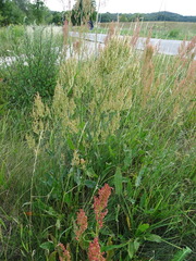 Rumex thyrsiflorus