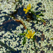 Water Marigold - Photo (c) Tab Tannery, some rights reserved (CC BY-NC-SA)