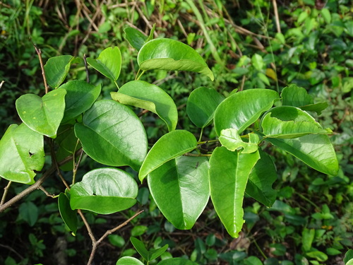 Image of Dalbergia brownei by (c) Alexis López Hernández, some rights reserved (CC BY)