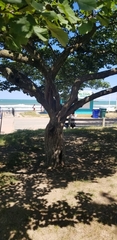 Rosales