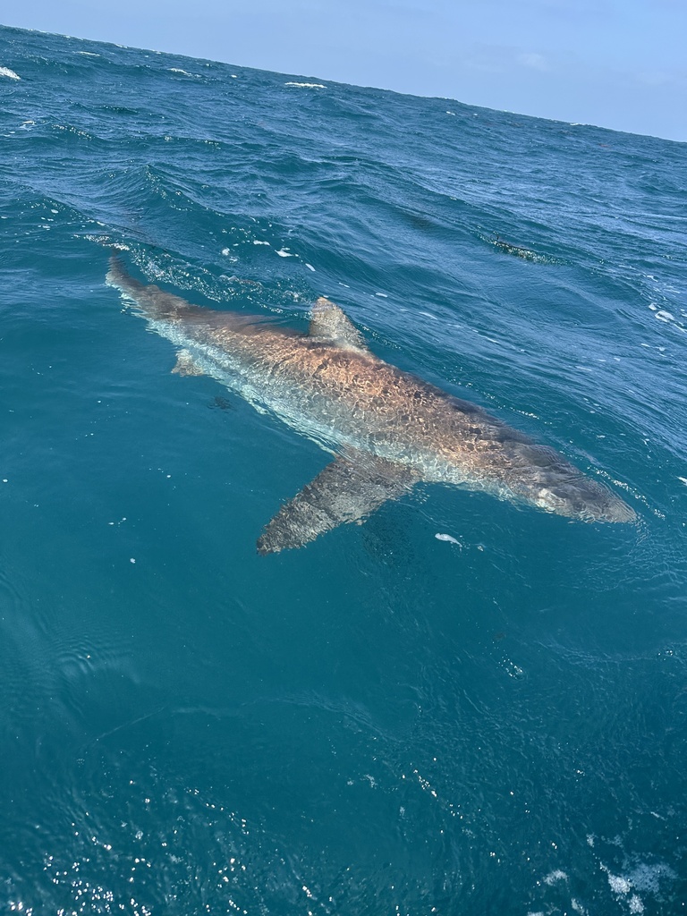 Dusky shark swimming just under the surface of blue water