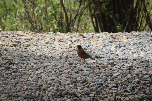 American Robin