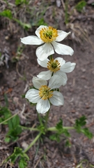 Anemonastrum