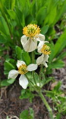 Anemonastrum