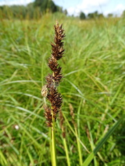 Carex vulpina