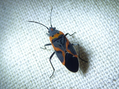 Small milkweed bug