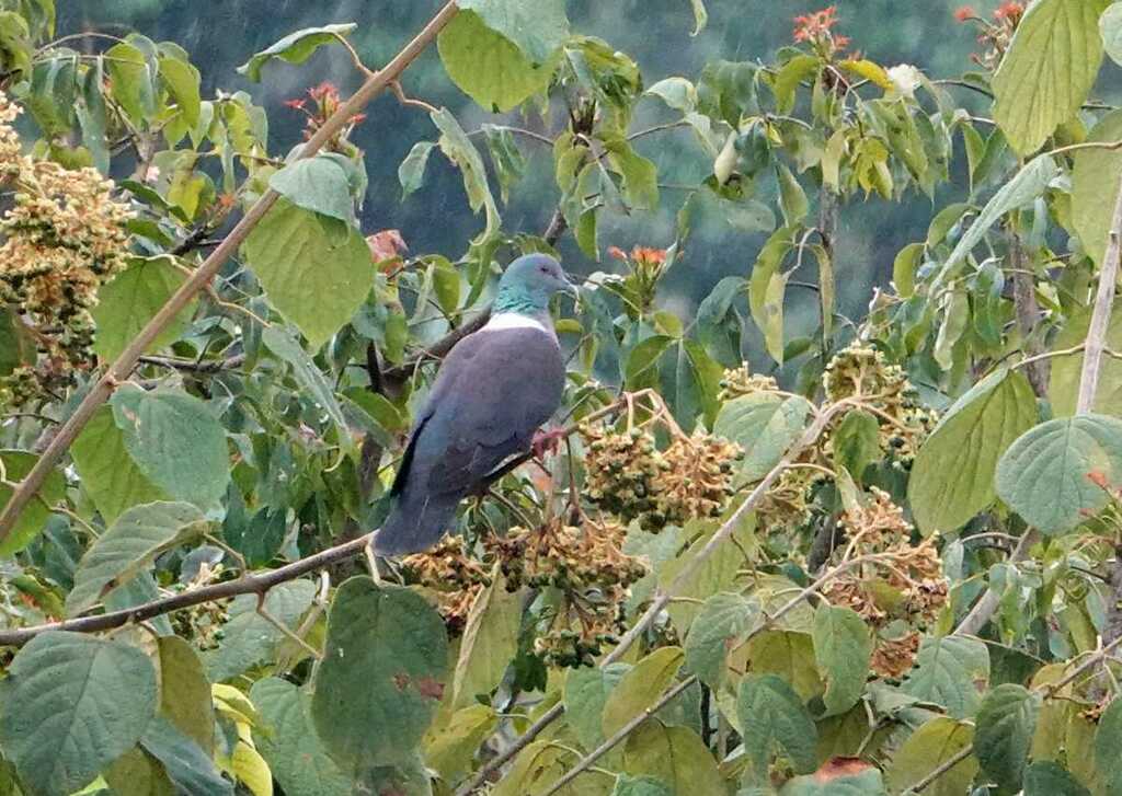 Eastern Bronze-Naped Pigeon