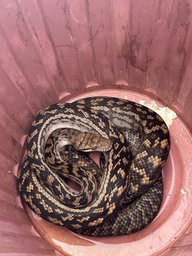 Australian Scrub Python sighting