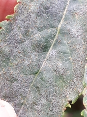 Erysiphe vanbruntiana