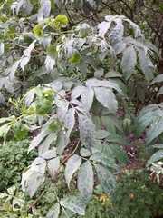 Erysiphe vanbruntiana