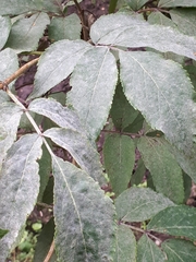 Erysiphe vanbruntiana