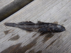 Cottus bairdii
