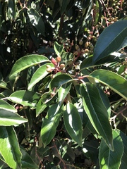 Prunus lusitanica