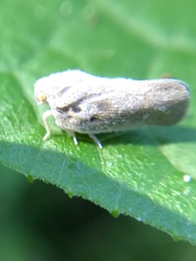Metcalfa