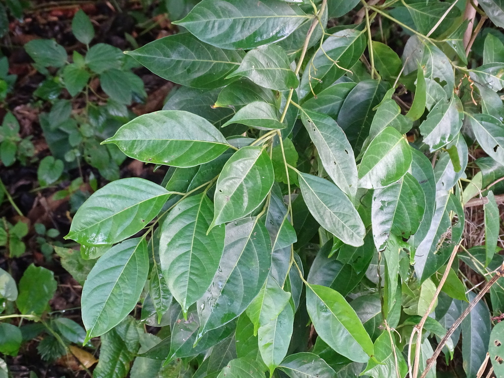 Cordia stellifera