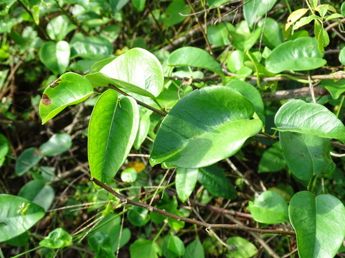 Image of Dalbergia brownei by (c) Alexis López Hernández, some rights reserved (CC BY)