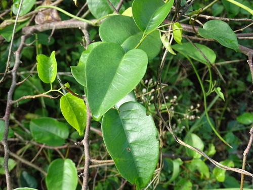 Image of Dalbergia brownei by (c) Alexis López Hernández, some rights reserved (CC BY)