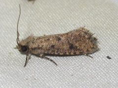 Acrolophus cockerelli