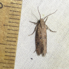 Acrolophus cockerelli