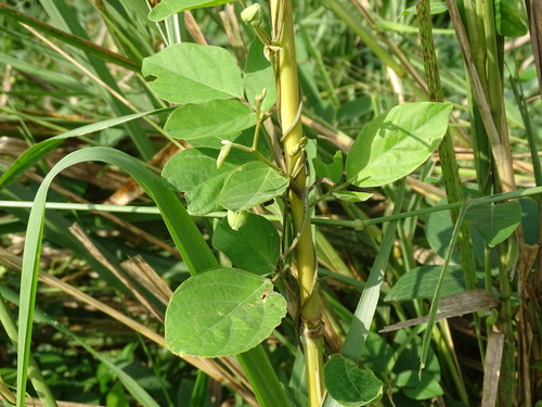 Image of Centrosema pubescens by (c) Alexis López Hernández, some rights reserved (CC BY)