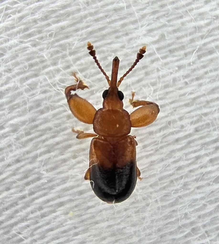 Rhopalotria dimidiata