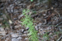 Eupatorium hyssopifolium