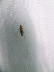 Culex pipiens