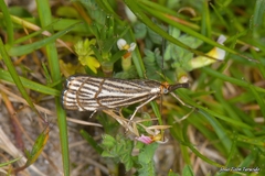 Chrysocrambus dentuellus