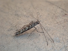 Neurobathra strigifinitella