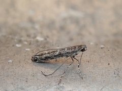 Neurobathra strigifinitella