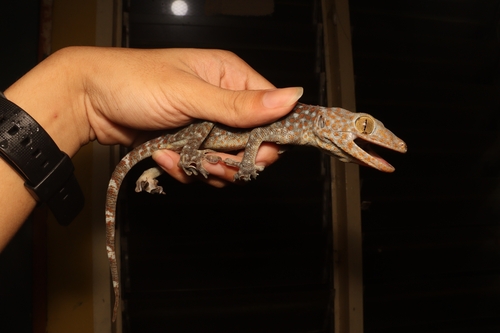 Tokay Gecko