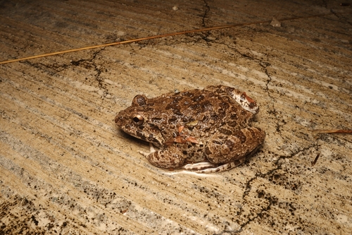 Crab-eating Frog