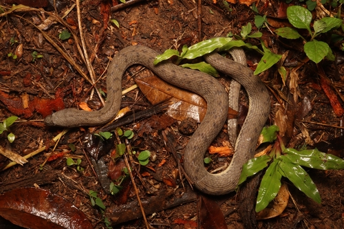 Southeast Asian Bockadam