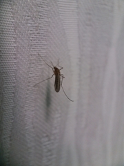 Culex pipiens