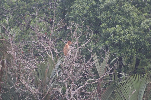 Proboscis Monkey