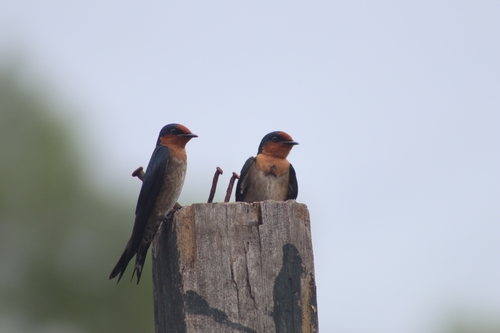 Pacific Swallow