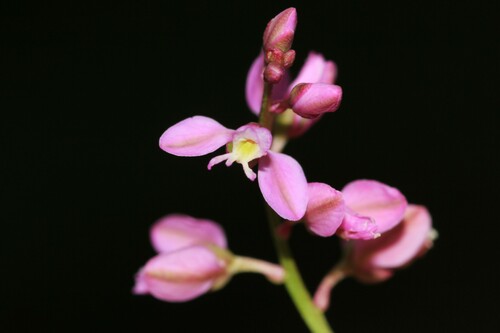 Image of Senega polygama by (c) Quinten Wiegersma, some rights reserved (CC BY)