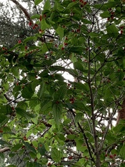 Lonicera