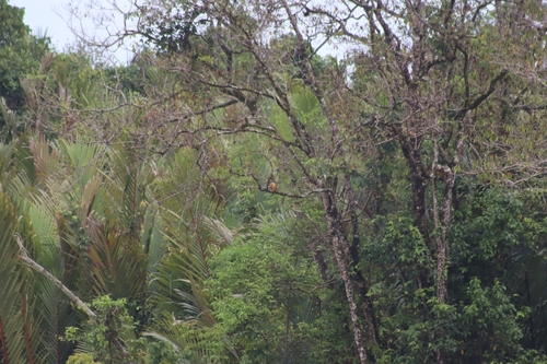 Stork-billed Kingfisher