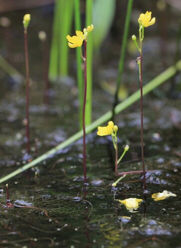 Image of Utricularia geminiscapa by (c) Quinten Wiegersma, some rights reserved (CC BY)