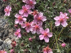 Potentilla nitida