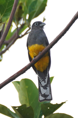 Green-Backed Trogon photo 5