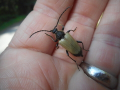 Trigonarthris