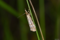 Chrysocrambus dentuellus